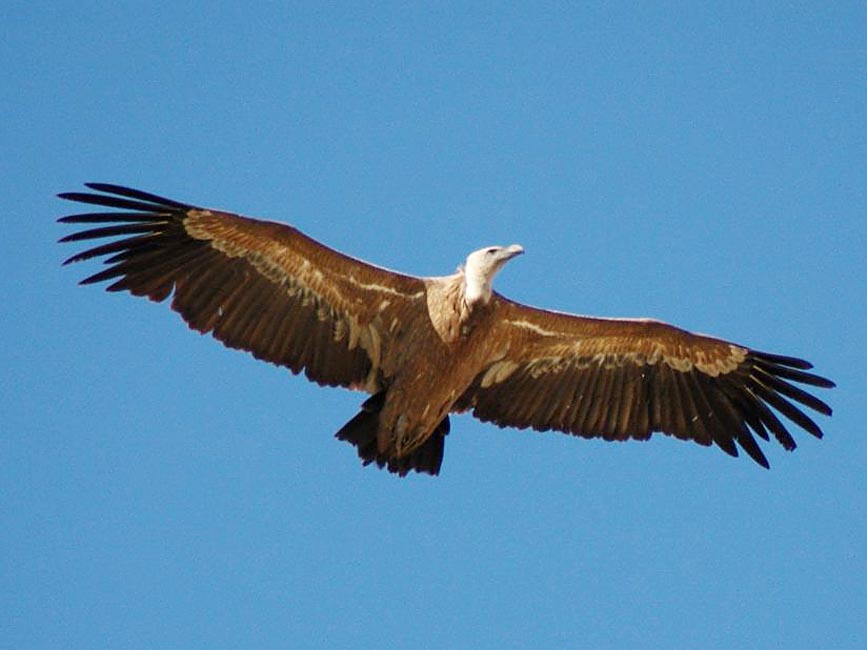 Fauna Local Buitre leonado en su hábitat natural